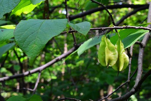 American silver bell tree