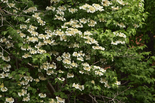 カンボクの花,かんぼく