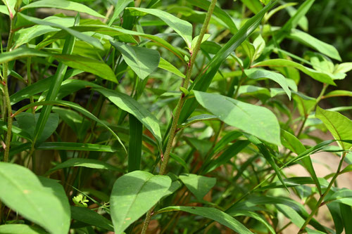 丘虎の尾,植物,オカトラノオ,おかとらのお