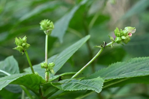 釣船草,植物