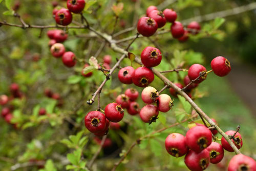 朱色の果実,食用,薬用