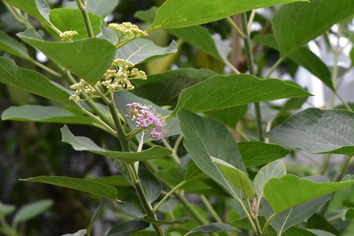 ムラサキシキブ,木の種類