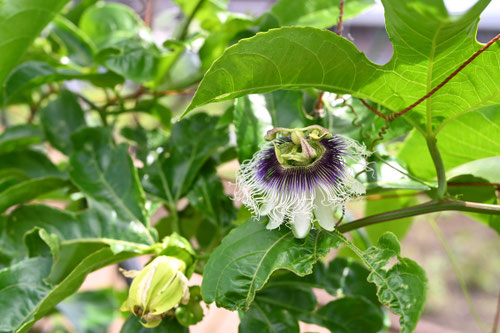 パッションフルーツ,開花期