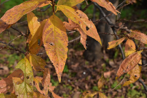 庭桜,Chinese bush cherry,にわざくら,ニワザクラ