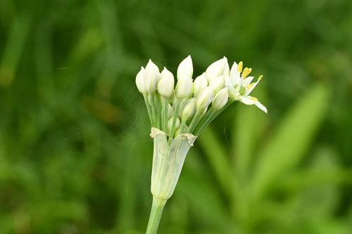 Oriental garlic,flower