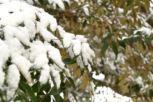 椎の木,冬,雪