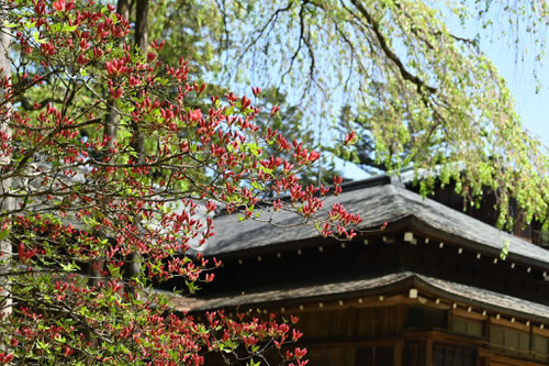 山躑躅,やまつつじ,ツボミ