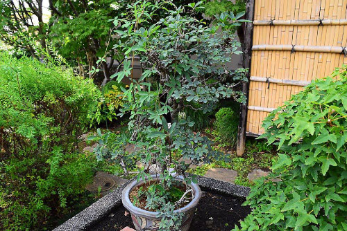 木通,akebi bonsai