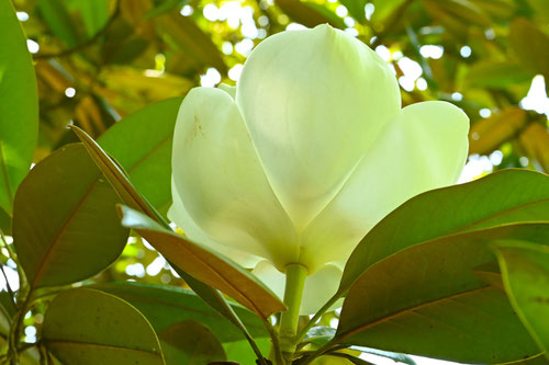 たいさんぼく,樹木,タイサンボク