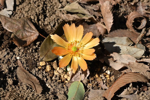 ふくじゅそうの花