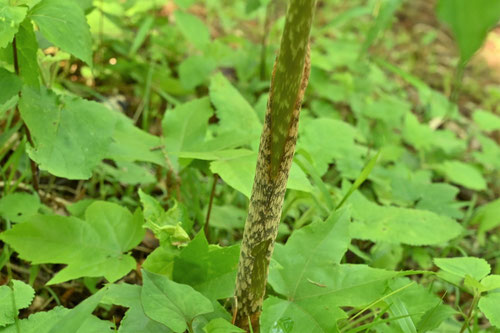 マムシグサ,まむしぐさ,やぶこんにゃく,やまこんにゃく