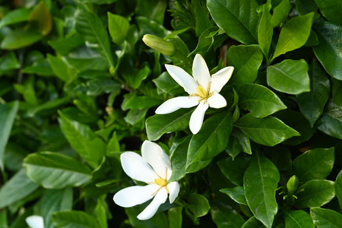 クチナシ,くちなしの花,画像