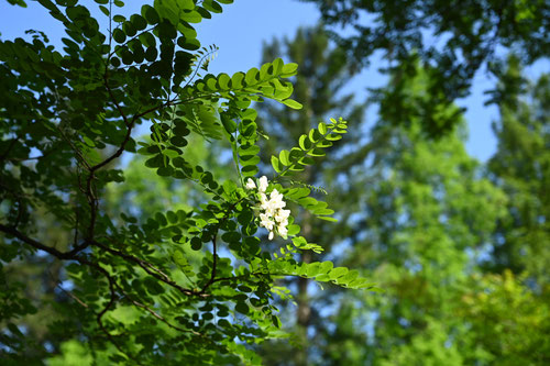 ニセアカシア,Black locust