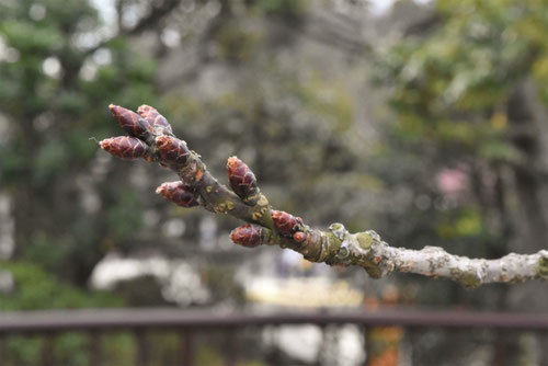 鬱金桜,右近,桜,うこんざくら,黄色い桜