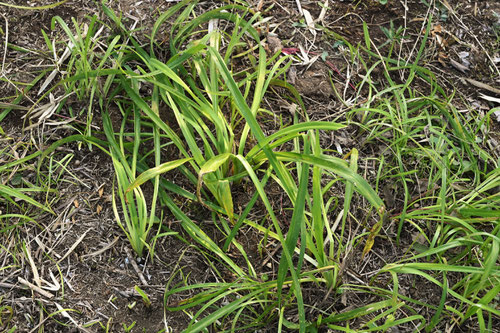 Double flowering tawny dai-lily