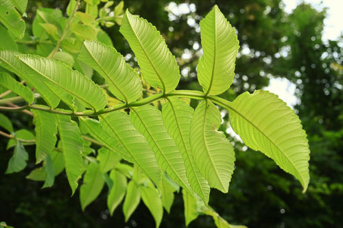 Sumac tree