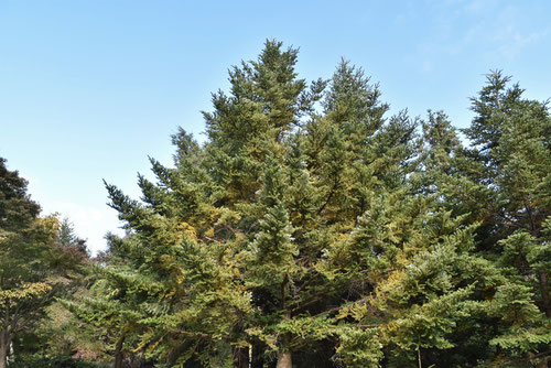 うらじろもみ,Nikko Fir tree,ウラジロモミ