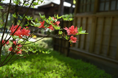 K　山ツツジ　ツツジ　苗木　山野草　ガーデニング　花木　盆栽　生け花　庭木 サツキ ツツジ 約30cm 皐月 植木 庭木 苗 ガーデニング 常緑低木