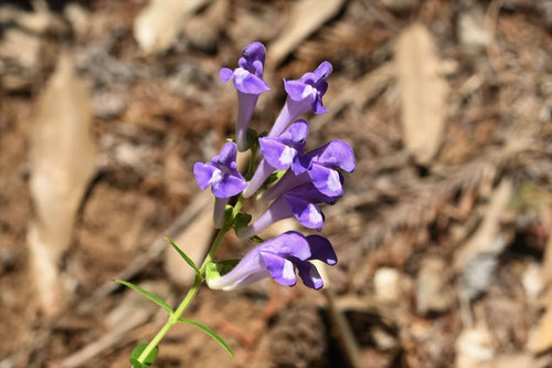 Baikal skullcap／Chinese skullcap　