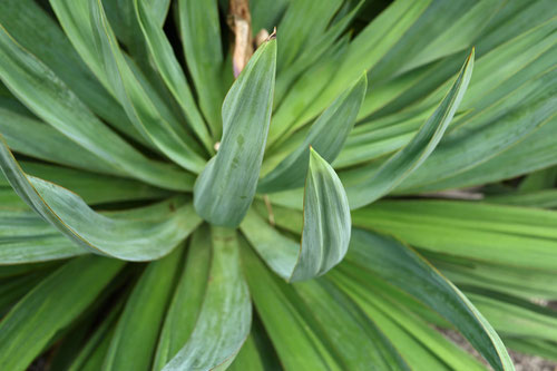 あつばきみがよらん,植物