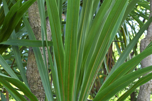 Cabbage tree