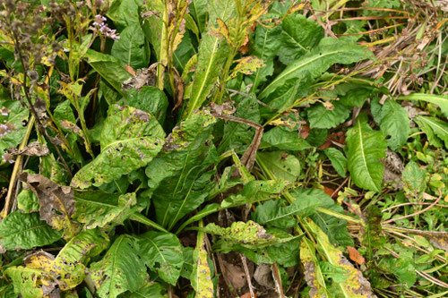 シオン,しおん,紫苑,植物