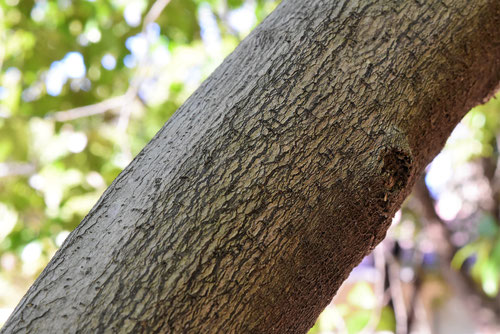 カラタネオガタマ,幹,からたねおがたま