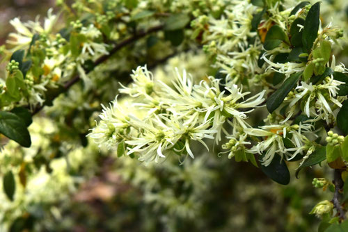 トキワマンサクの木,ときわまんさく,開花時期