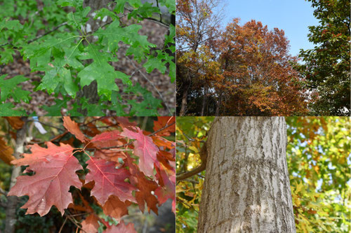 アメリカガシワ