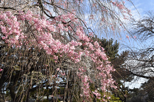 紅枝垂れ,桜