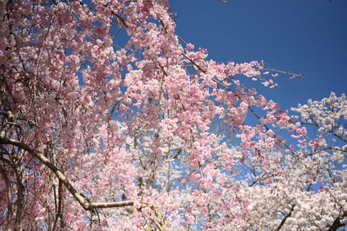 紅枝垂れ,桜