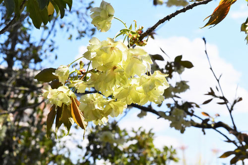 ウコン桜,きいろの桜,種類,名前