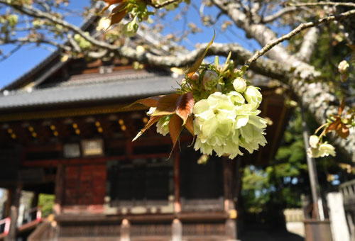 鬱金桜,ウコン桜,きいろの桜,種類,名前