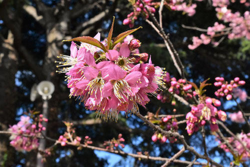 Wild Himalayan Cherry,flower