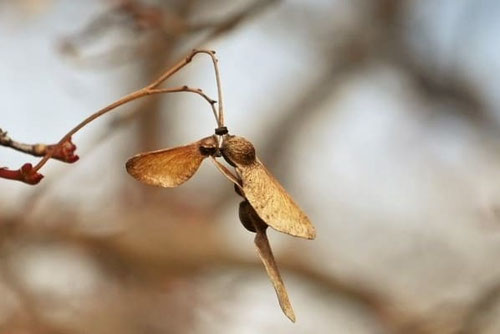 イロハモミジとは,もみじの種