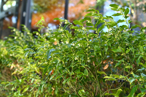 冬に咲く木の花,白,匂い,さるここっか