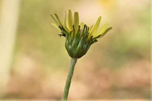 カントウタンポポ,花の特徴