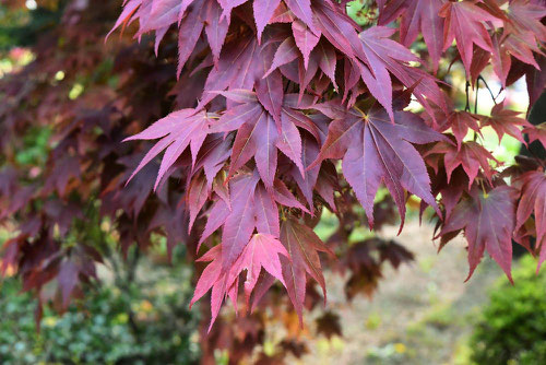 nomura momiji