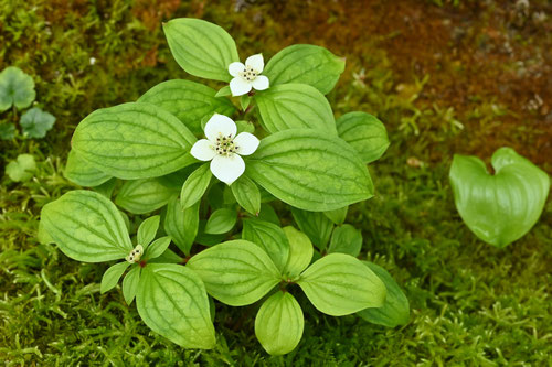 ごぜんたちばな,植物