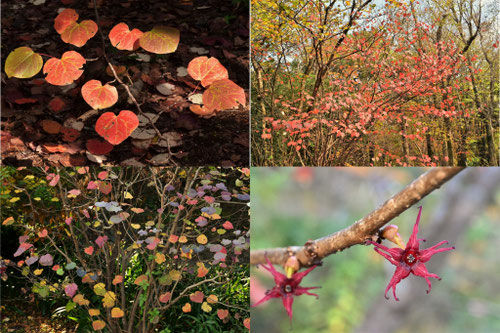 きれいに紅葉する植木,一覧
