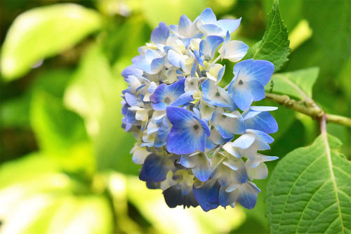 Japanese hydrangea,アジサイ