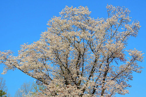 wild cherry tree,flower