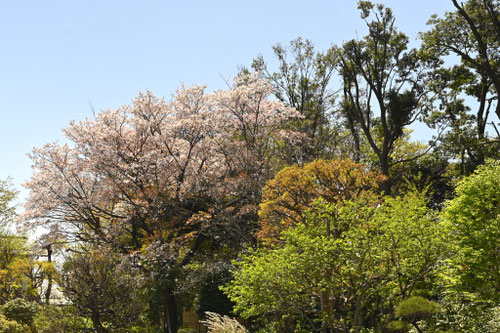 ヤマザクラ,やまざくら,山桜の木,wild cherry tree,flower