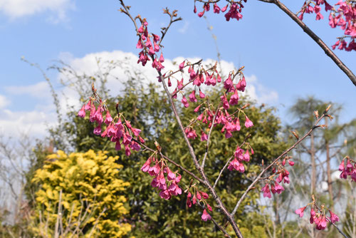 １２月に咲くピンクの花,木