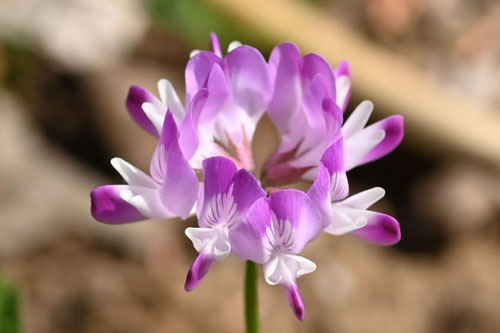 レンゲソウの花,花弁,れんげ