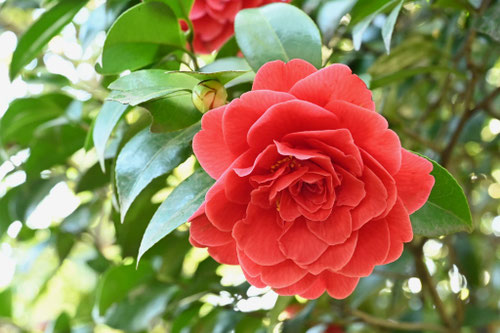 いろいろなやぶつばきの花