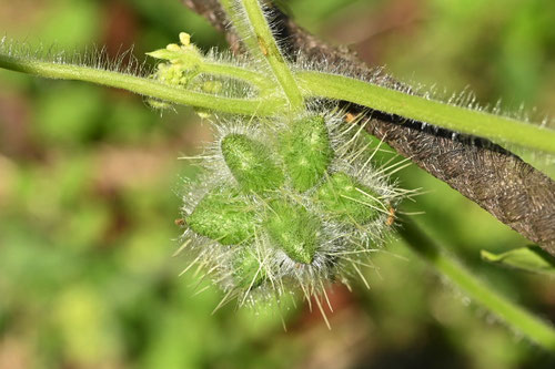 センナリウリ,アレチウリ,荒地瓜