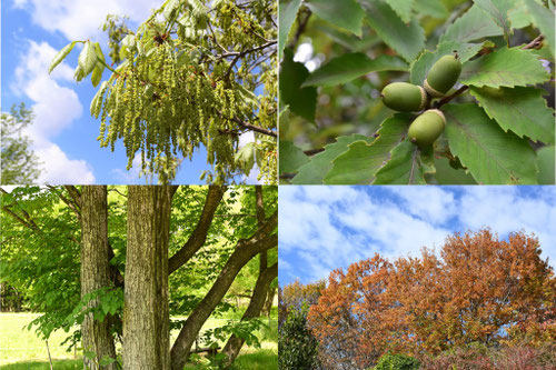 どんぐりの木,一覧,ドングリ
