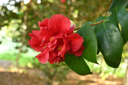 赤い椿の木