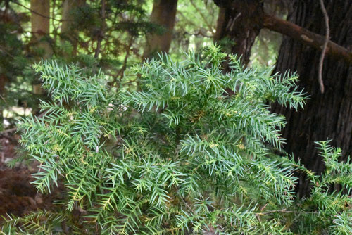 variety of Japanese cedar